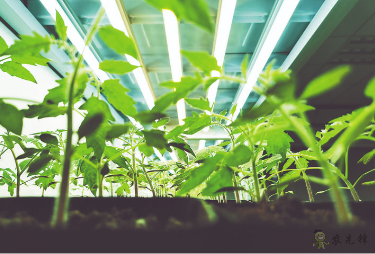 科技創(chuàng)新點(diǎn)亮智慧農(nóng)業(yè)