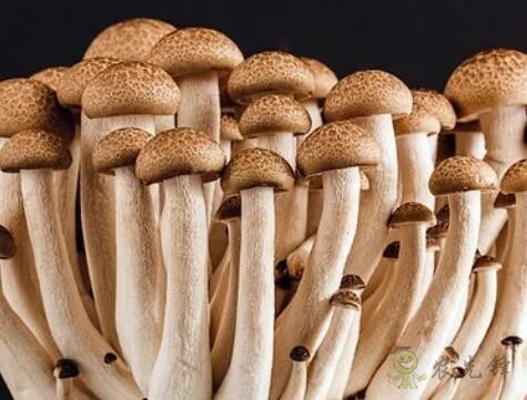 采摘成功率可達97%，蘑菇采摘機器人