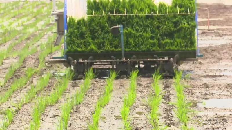 智慧農(nóng)機(jī)上陣 ！無人駕駛插秧機(jī)開始大面積試點(diǎn)！