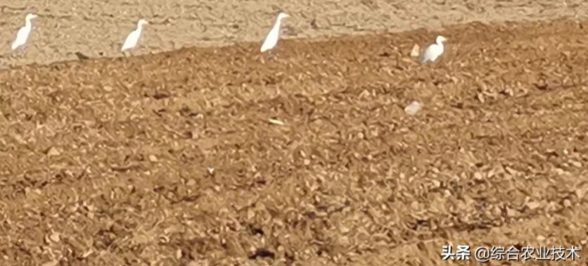 玉米地病蟲害越來越重，冬季閑了有辦法預(yù)防病蟲害嗎？