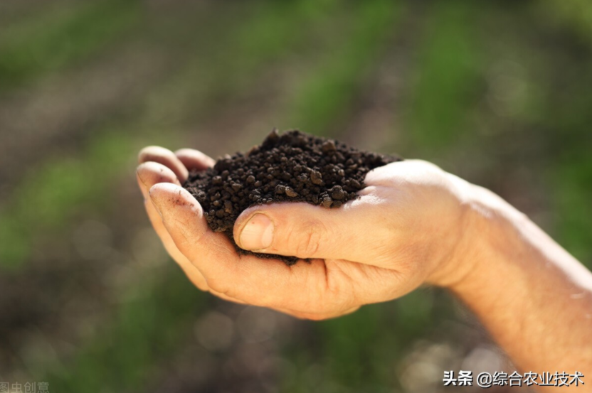 玉米地病蟲害越來越重，冬季閑了有辦法預(yù)防病蟲害嗎？