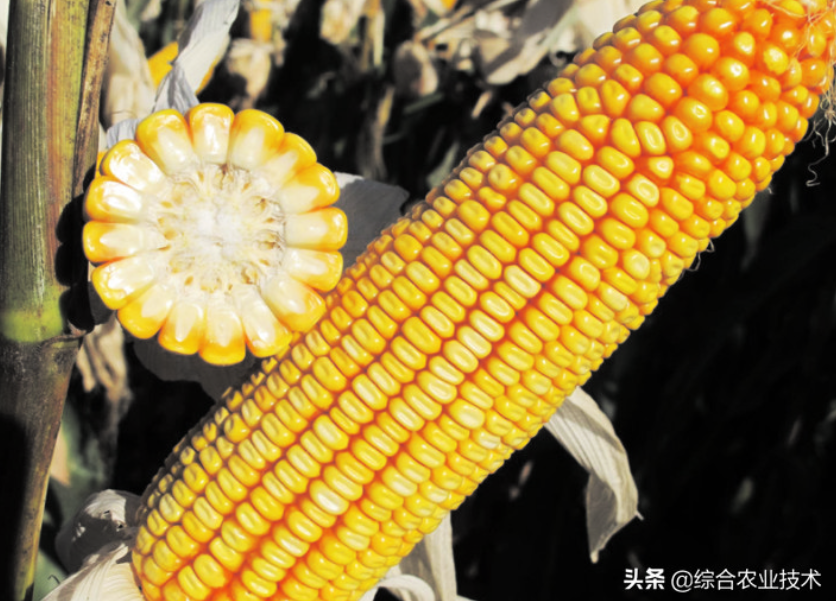 紅軸品種高產(chǎn)呢還是白品種高產(chǎn)？