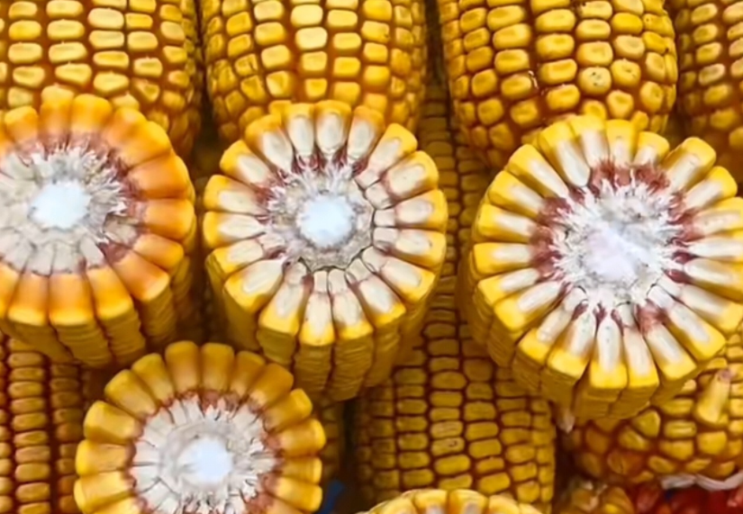 紅軸品種高產(chǎn)呢還是白品種高產(chǎn)？