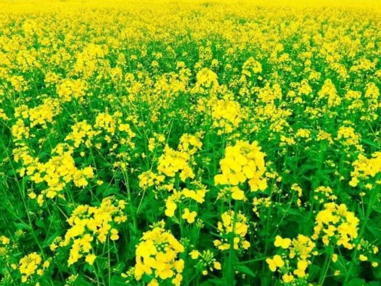 江西九江市柴桑區(qū)：舉辦油菜毯狀育苗機(jī)械移栽現(xiàn)場(chǎng)觀摩會(huì)