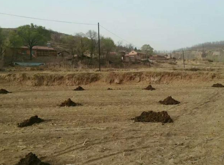 曬干的豬糞牛糞雞糞可以代替化肥嗎？