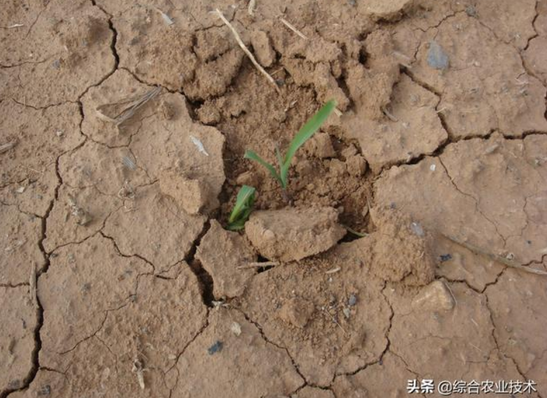 曬干的豬糞牛糞雞糞可以代替化肥嗎？