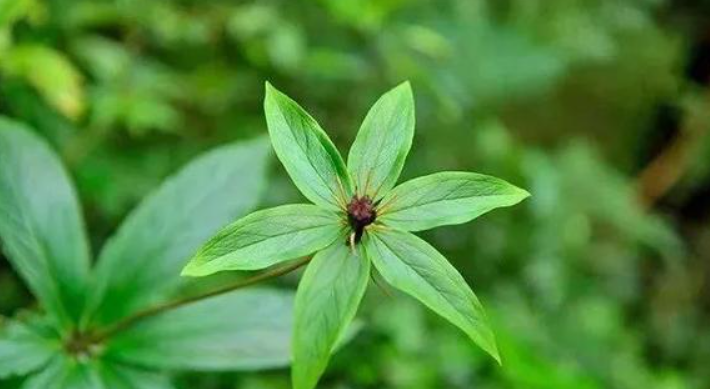 甘肅移動：“5G技術(shù)”進藥田，智慧農(nóng)業(yè)“顯身手”