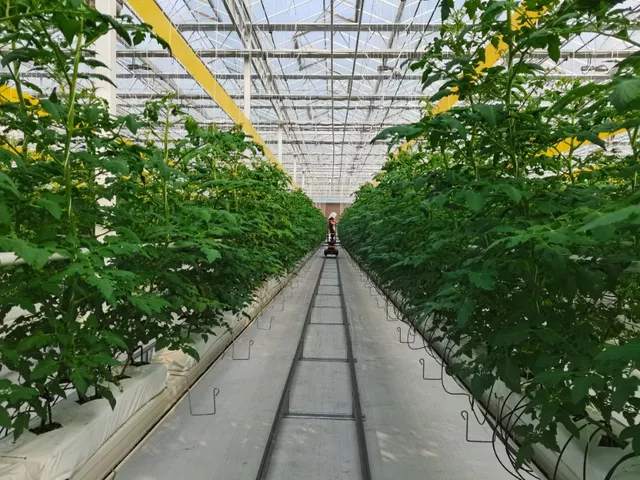 山東出臺(tái)指導(dǎo)意見(jiàn)  加快推進(jìn)設(shè)施種植機(jī)械化