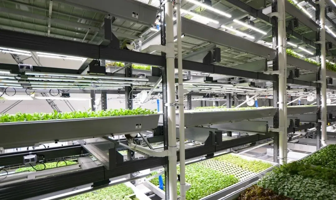 垂直農(nóng)業(yè)領(lǐng)域的“泡沫”要爆？