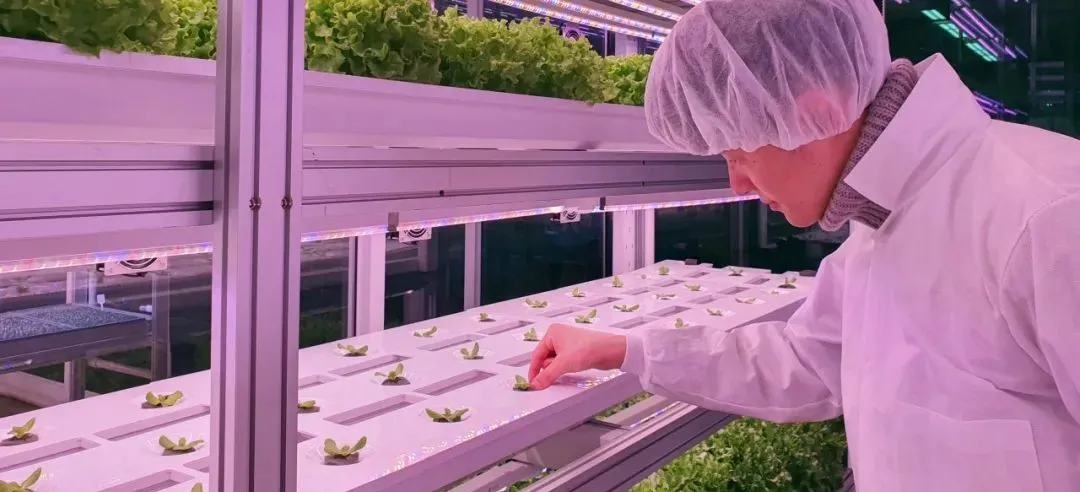 垂直農(nóng)業(yè)領(lǐng)域的“泡沫”要爆？